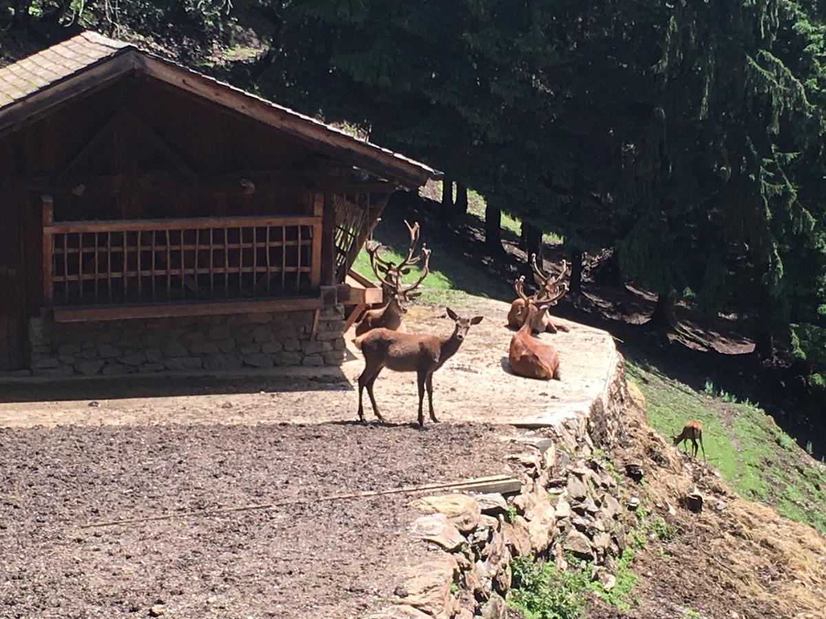 B/B La Locanda Delle Pulci เมซซานา ภายนอก รูปภาพ
